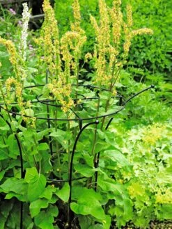 Essex Plant Supports -Outdoor Garden Care 37423 200 tif