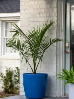 Viva Round Self-Watering Rolling Planter, 20" Diameter, Set Of 2 14 Viva Round Self-Watering Rolling Planter, 20" Diameter, Set Of 2 -Outdoor Garden Care 3 4 crop 8612933 0024 tif