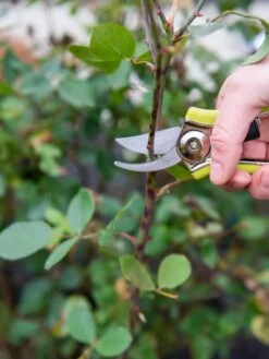 Pocket Pruners -Outdoor Garden Care 8586314 027 tif