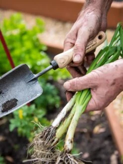Gardener's Lifetime Trowel 8 Gardener's Lifetime Trowel -Outdoor Garden Care 8586972 3286 tif