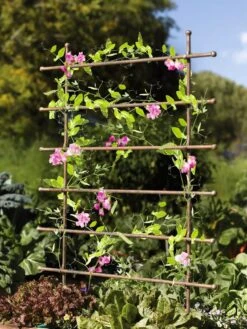 Jardin Ladder Trellis 7 Jardin Ladder Trellis -Outdoor Garden Care 8587107 083 tif