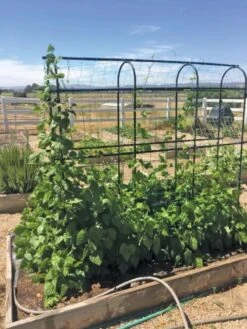 Titan Pea Tunnel -Outdoor Garden Care 8596275 01CUST tif