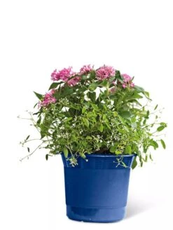 Eezy Gro Self-Watering Planters -Outdoor Garden Care 8596425 103 tif