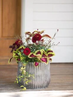 Galvanized Ribbed Planters 6 Galvanized Ribbed Planters -Outdoor Garden Care 8597435 1693 tif