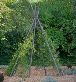 Annabel Tipi Trellis -Outdoor Garden Care 8600521 07V jpg