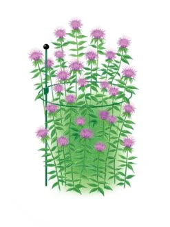 Outdoor Garden Care -Outdoor Garden Care 8610383 Peacock15x30 tif