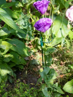 Peacock Mini Plant Support Rings 4", Set Of 2