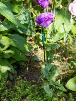 Peacock Mini Plant Support Rings 8", Set Of 2