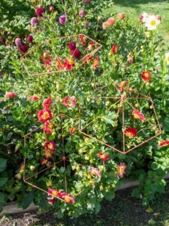 Parasol Plant Supports, Set Of 3 11 Parasol Plant Supports, Set Of 3 -Outdoor Garden Care 8611129 050 tif