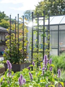 Outdoor Garden Care -Outdoor Garden Care 8612046 346 tif