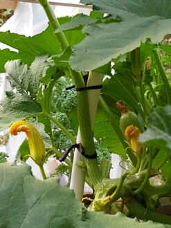 Farmyarn® Multipurpose Garden Tie, 2 Pack -Outdoor Garden Care 8612948 01v