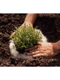 Hortiwool ®, 5 Pad Pack 11 Hortiwool ®, 5 Pad Pack -Outdoor Garden Care 8613263 06v