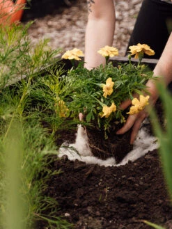 Hortiwool ®, Starter Garden Pad 9 Hortiwool ®, Starter Garden Pad -Outdoor Garden Care 8613263 12v 1