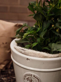 Hortiwool ®, 5 Pad Pack 14 Hortiwool ®, 5 Pad Pack -Outdoor Garden Care 8613263 17v